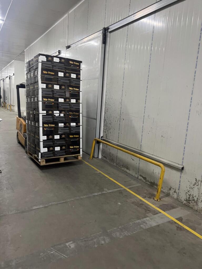 Palletised orange export cartons standing in the cold store