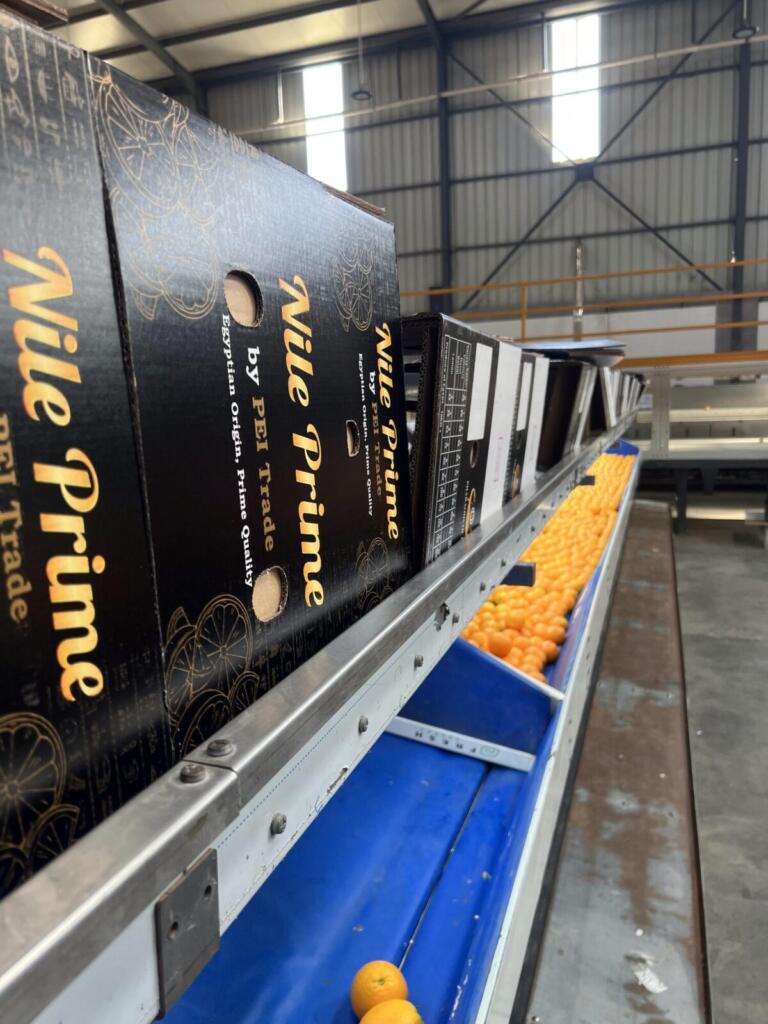 Orange grading line with export cartons staged along the rail
