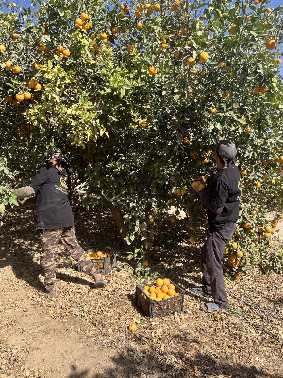 Harvest crew picking oranges along an orchard row in Egypt