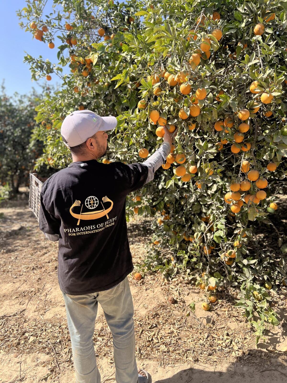 Harvest worker picking oranges by hand in an Egyptian orchard