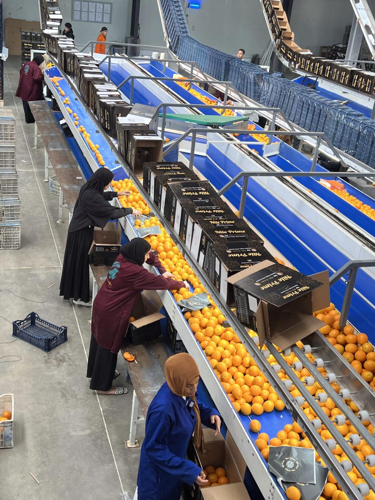 Orange packing line running in an Egyptian export packhouse