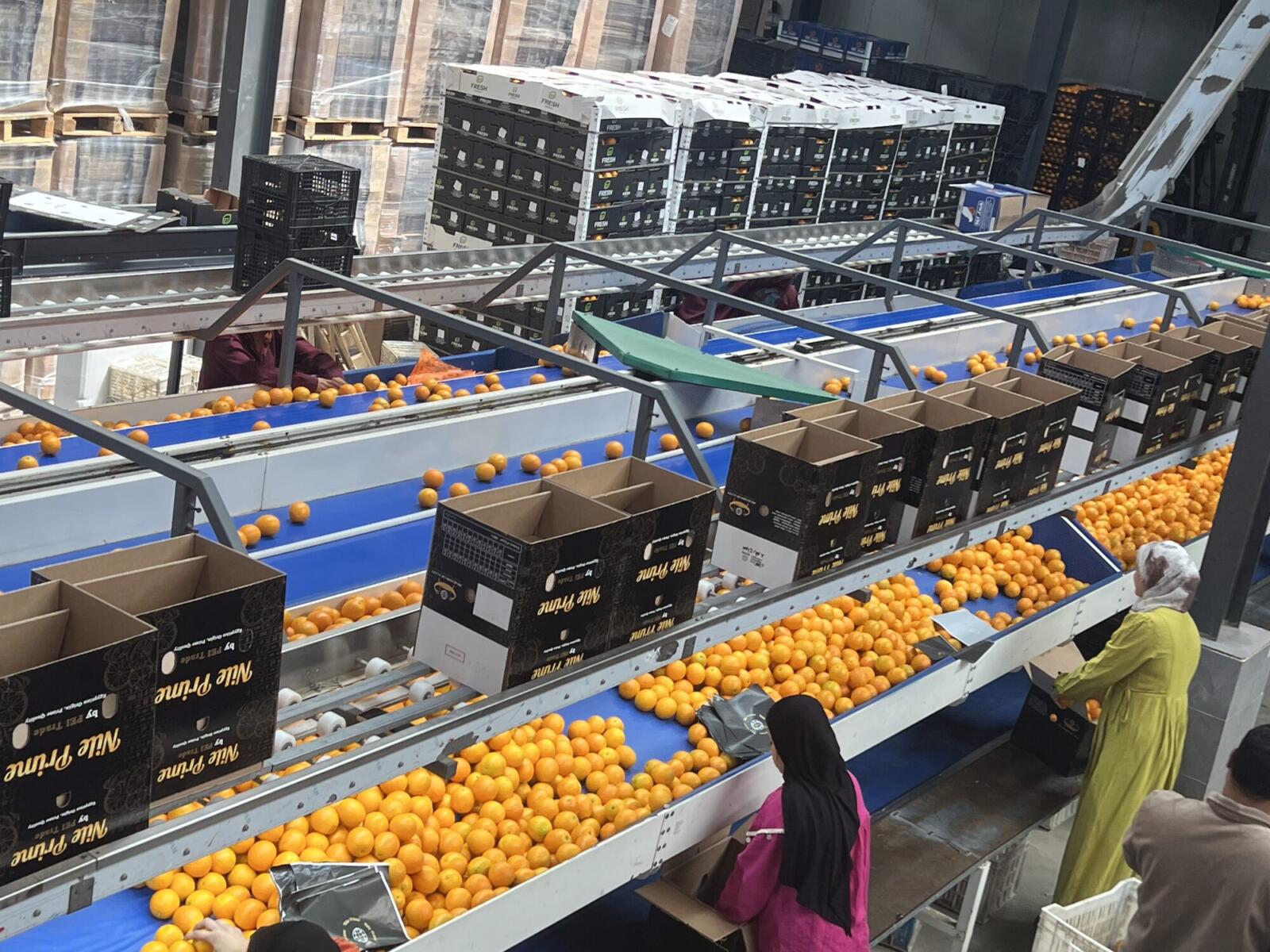 Orange export companies in Egypt: overview of the orange sorting and packing line in an Egyptian packhouse