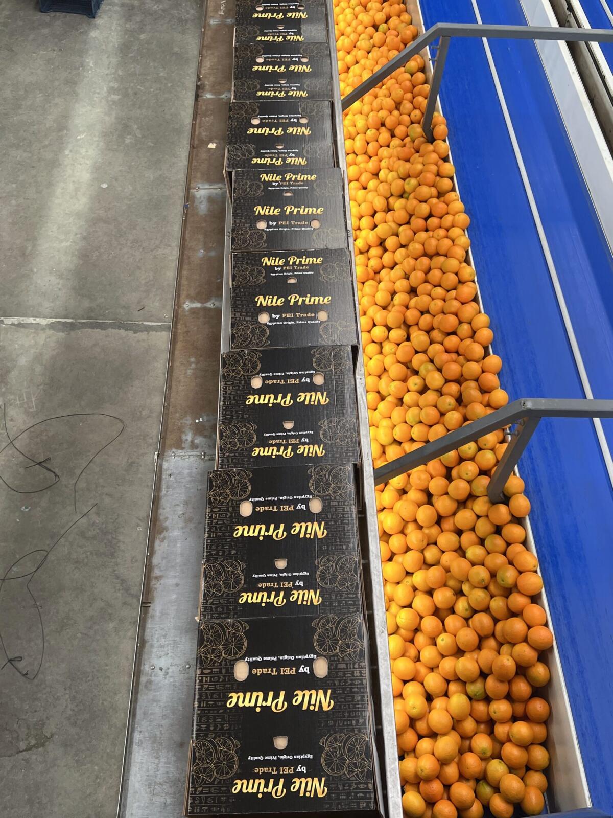Egyptian orange specifications: oranges moving along the grading belt in an Egyptian packhouse