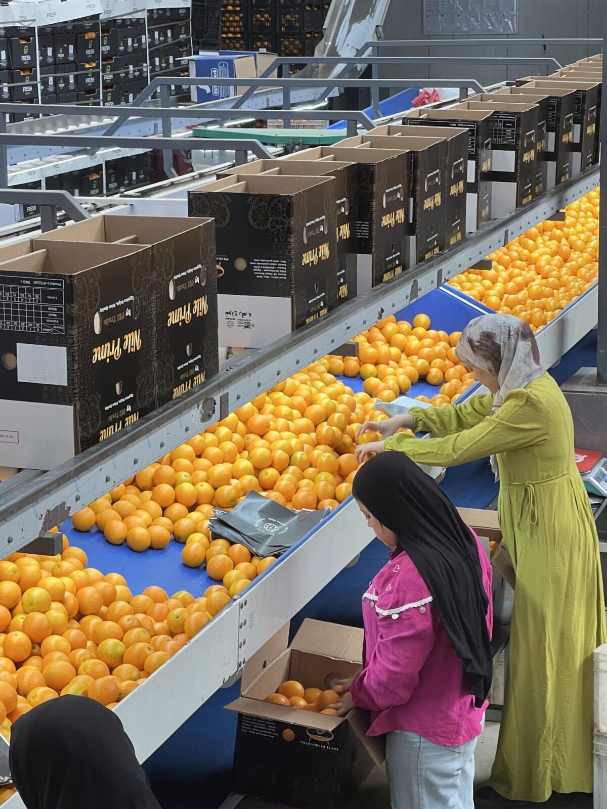 Packers filling export cartons by hand on an Egyptian line where retail pack formats are made up