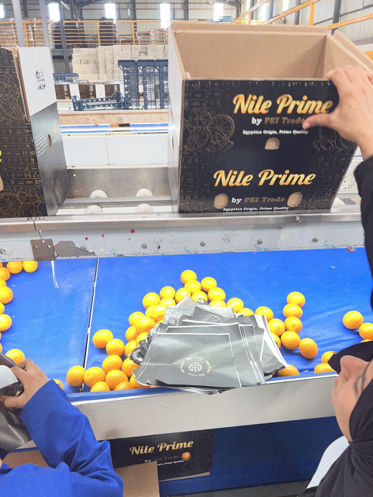 Packing fruit into an export carton before modified atmosphere packaging film is sealed
