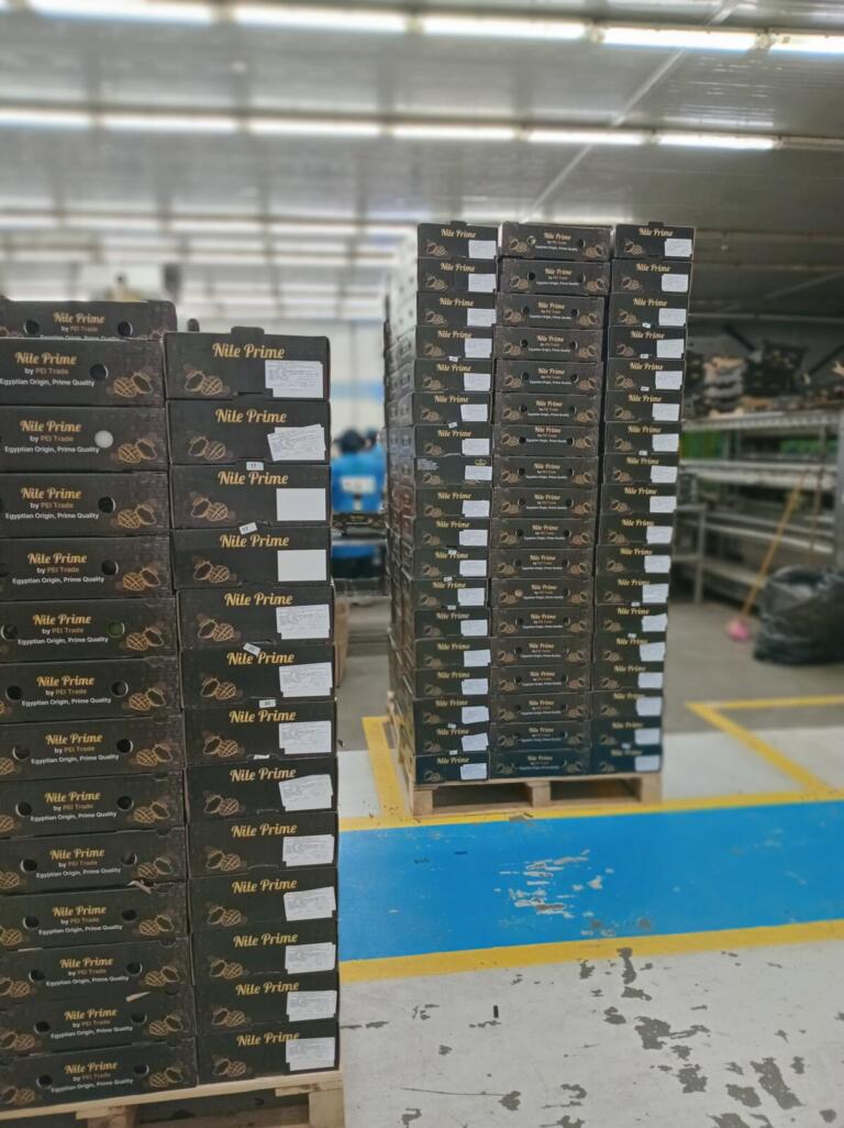 Palletised Nile Prime mango cartons staged for export in Egypt