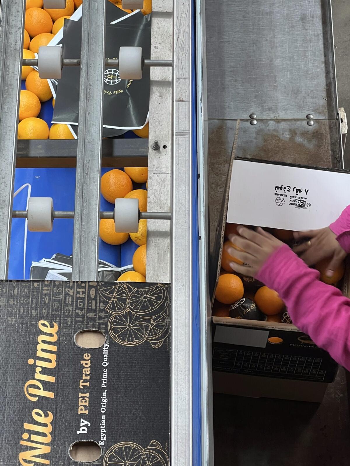Placing the traceability label inside an orange export carton
