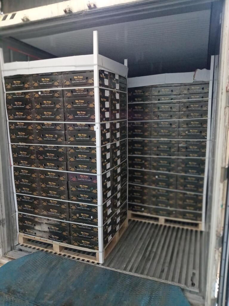 Reefer container loaded with pallets of Egyptian mango export cartons
