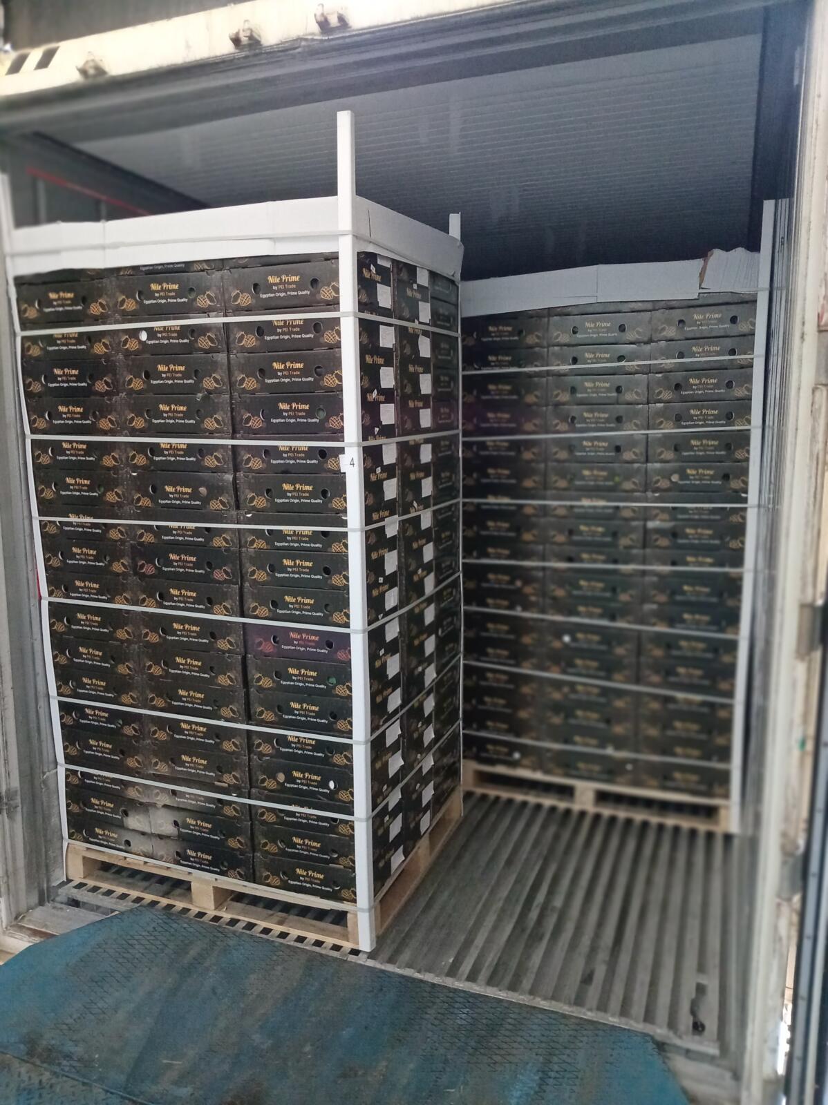 Reefer container loaded with pallets of Egyptian mango export cartons