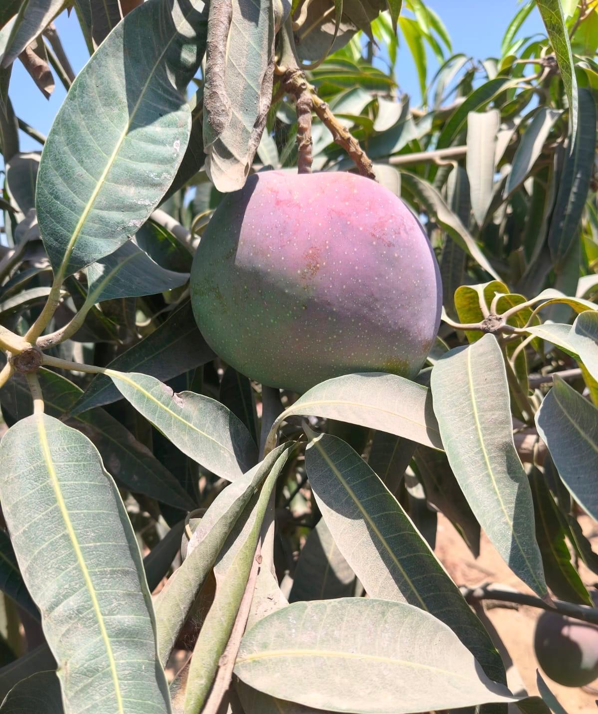 The Sweetest Mangoes, Ranked by Brix (2026 Measurements) 1 Close-up of a red Egyptian mango on the branch — the sweetest mangoes stay on the tree longest