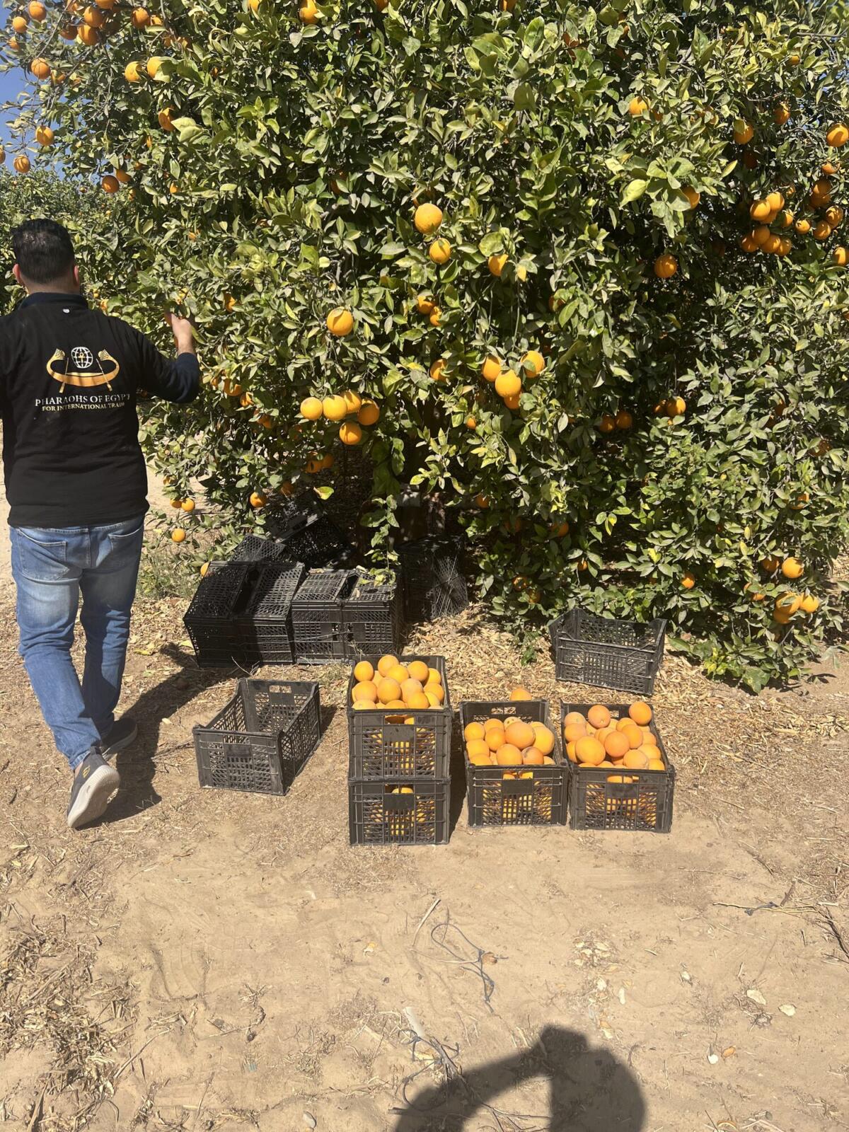 Stacked field crates during the Egyptian orange harvest