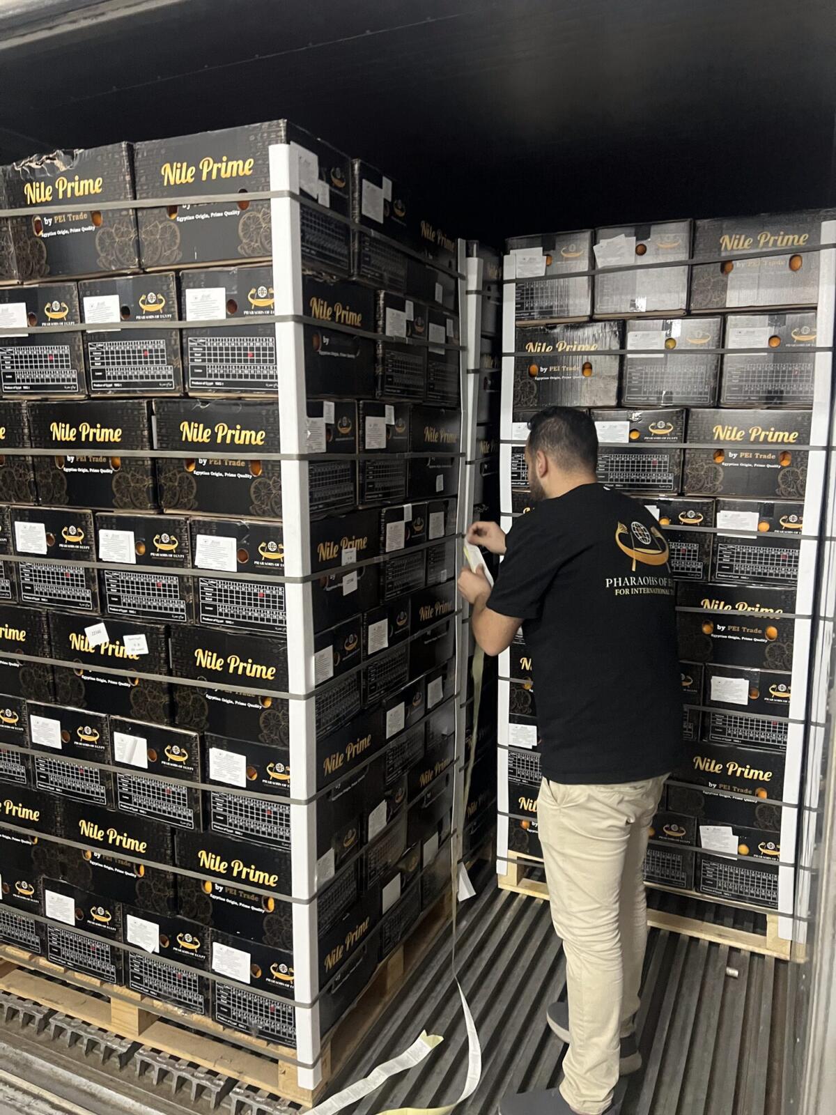 Ouvrier sanglant des palettes d'oranges destinées à l'exportation dans un conteneur frigorifique