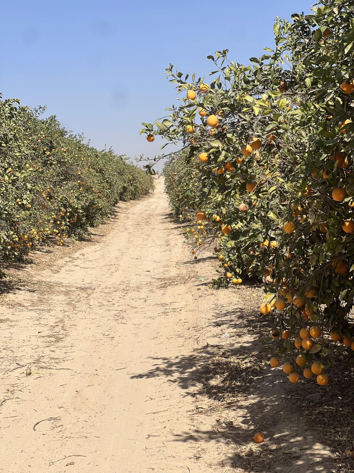 Valencia orange orchard rows in an Egyptian citrus grove with fruit ready for harvest