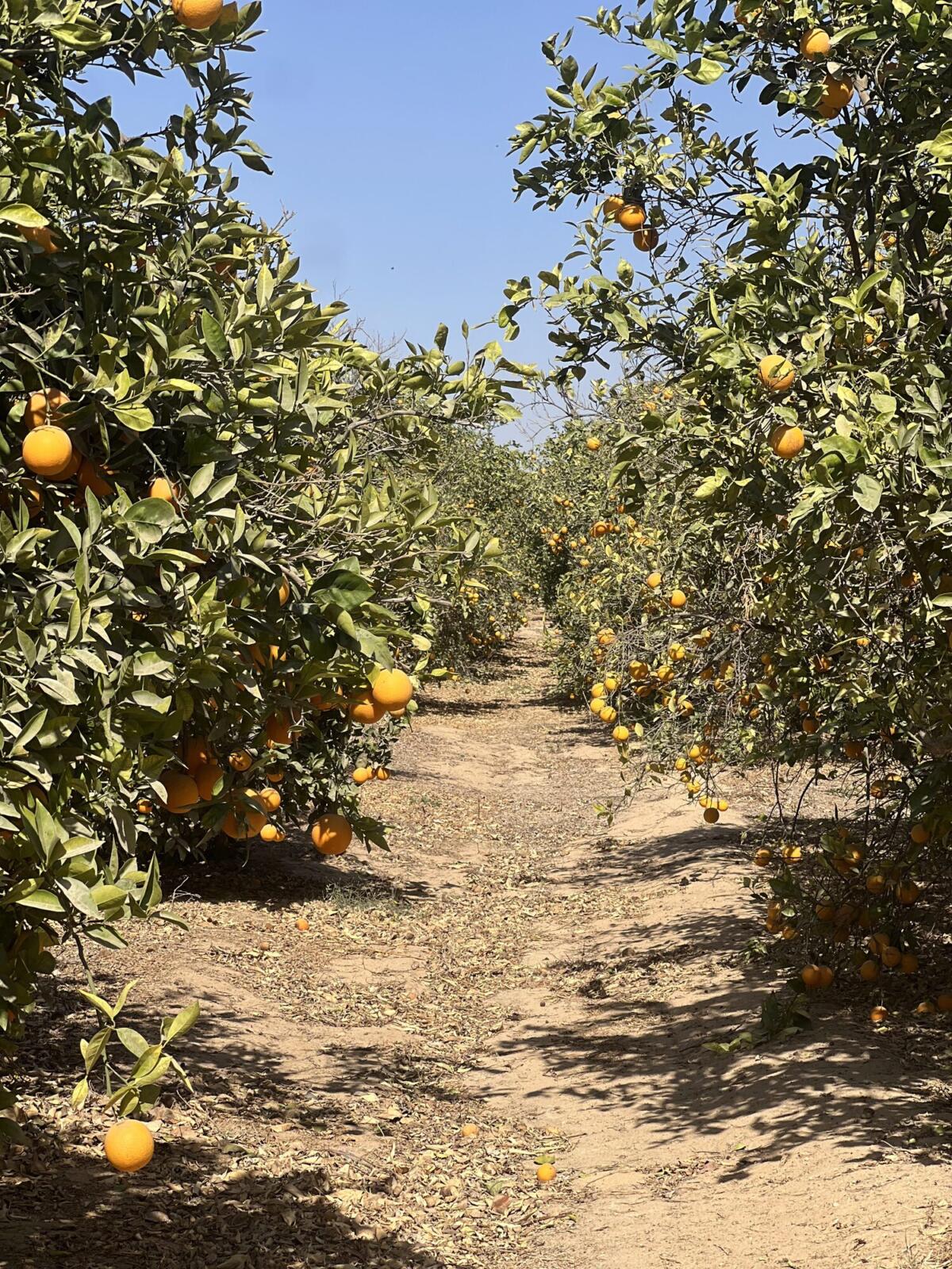 Valencia oranges on the tree at harvest colour in an Egyptian grove