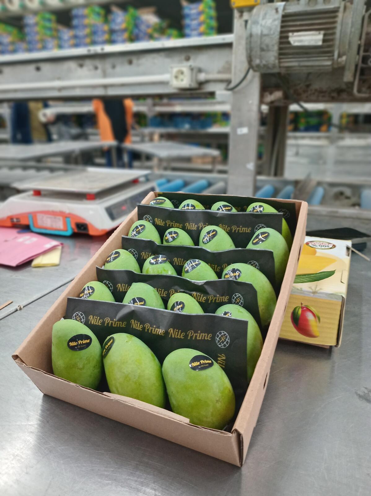Filled mango export carton being checked on the weighing bench in an Egyptian packhouse