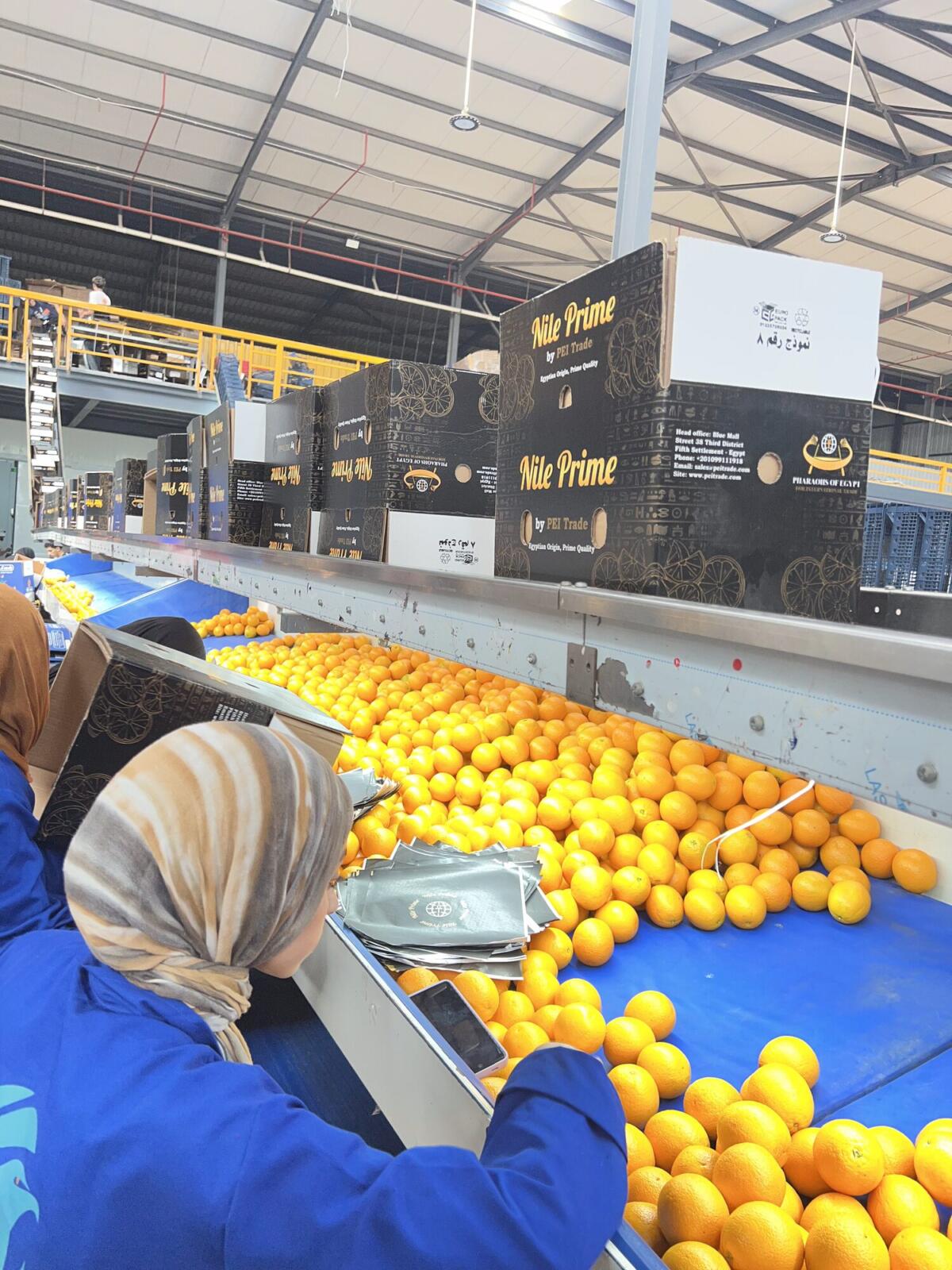 Weighing oranges at the packing station in an Egyptian packhouse